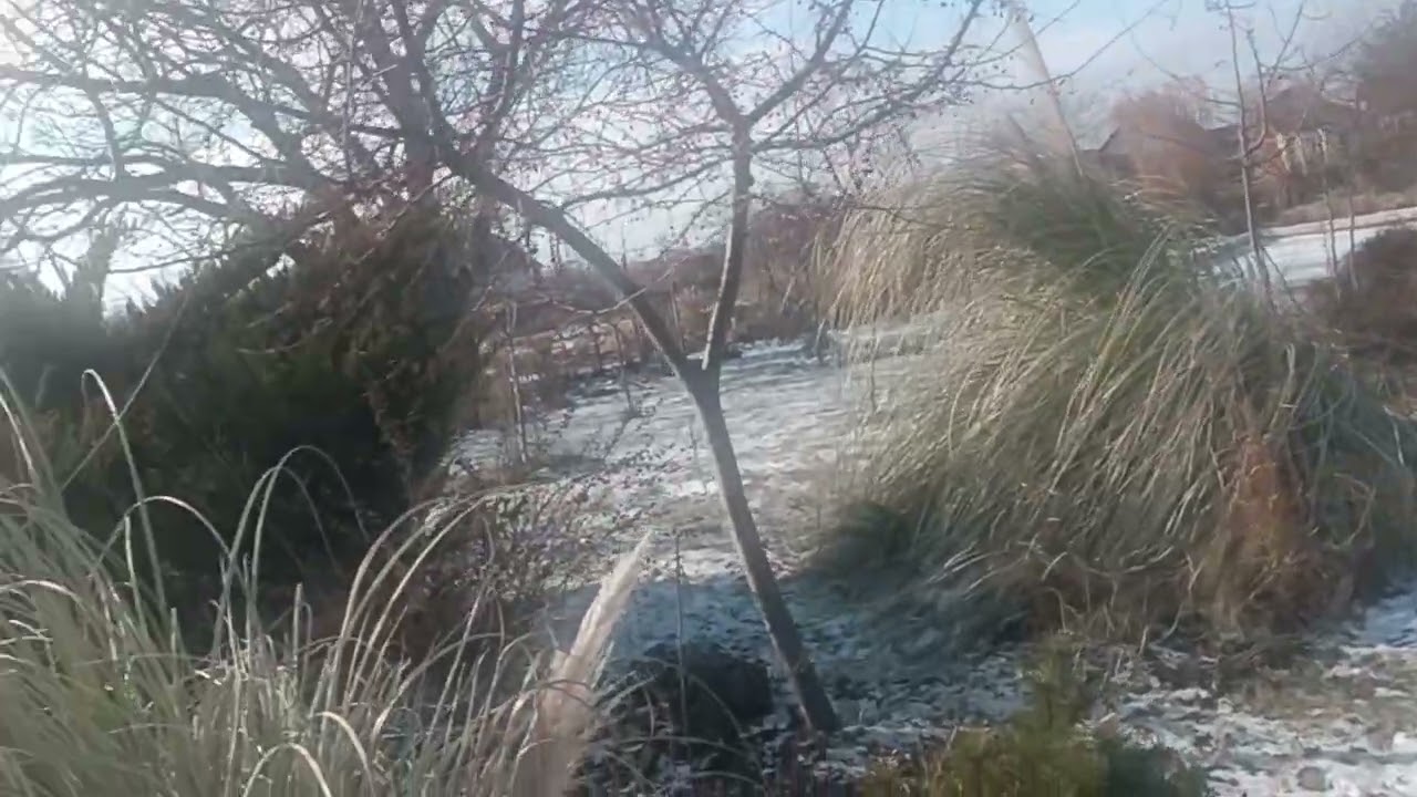 Сад півдня Як пережили морози кущі Кортадерії