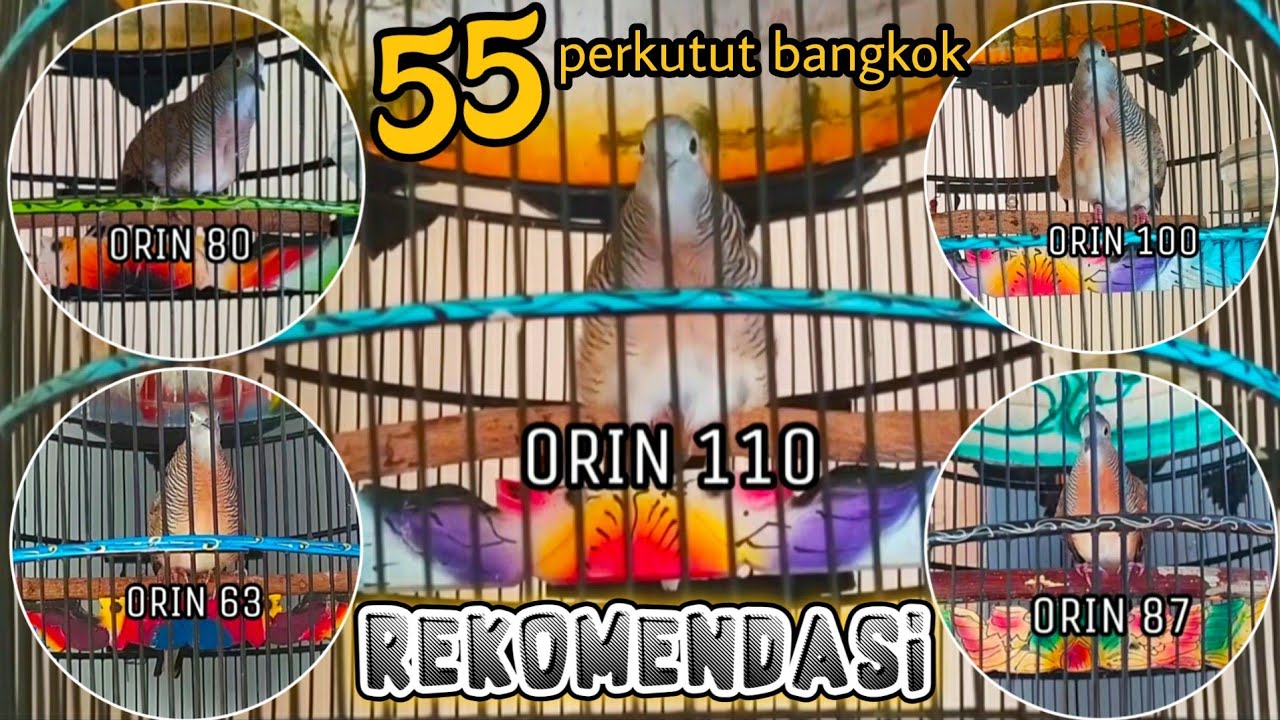 PERDANA❗55 SUARA PERKUTUT BANGKOK PIYIKAN RING ORIN BIRD FARM