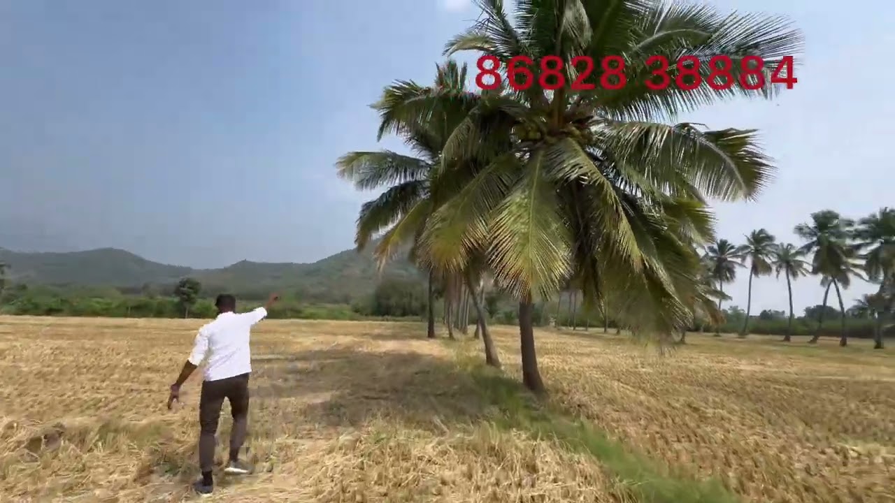 முப்பொழுதும் விவசாயம் பயிர் விளையும் தோப்பு தென்னை மரங்களுடன் நெல்மணிகளுடன் பச்சை பசுமையான நிறங்களுட