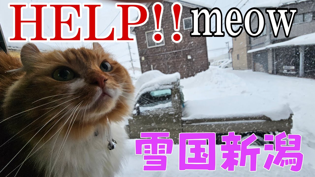 雪かき隊出動！嫁と除雪するなり