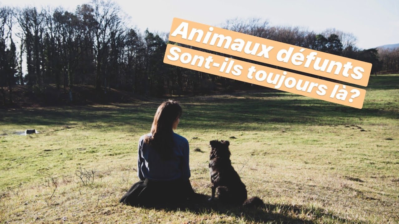 Communiquer avec les animaux défunts