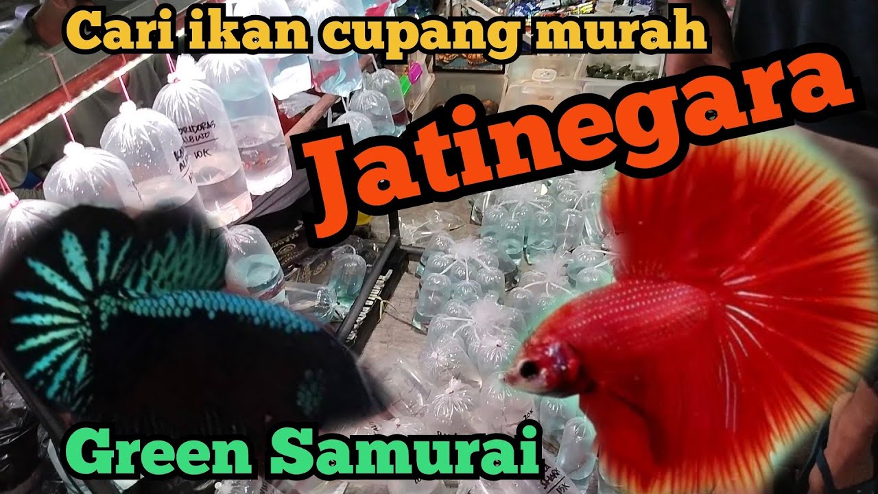 Grebek pedagang ikan cupang..!! Pasar ikan hias jatinegara