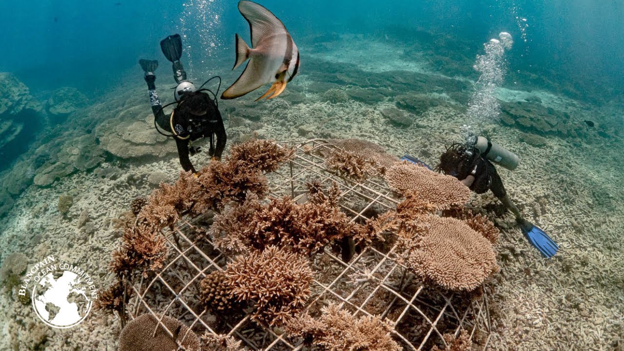 Coral restoration around Fregate Island is scaling up - Blancpain Ocean Commitment