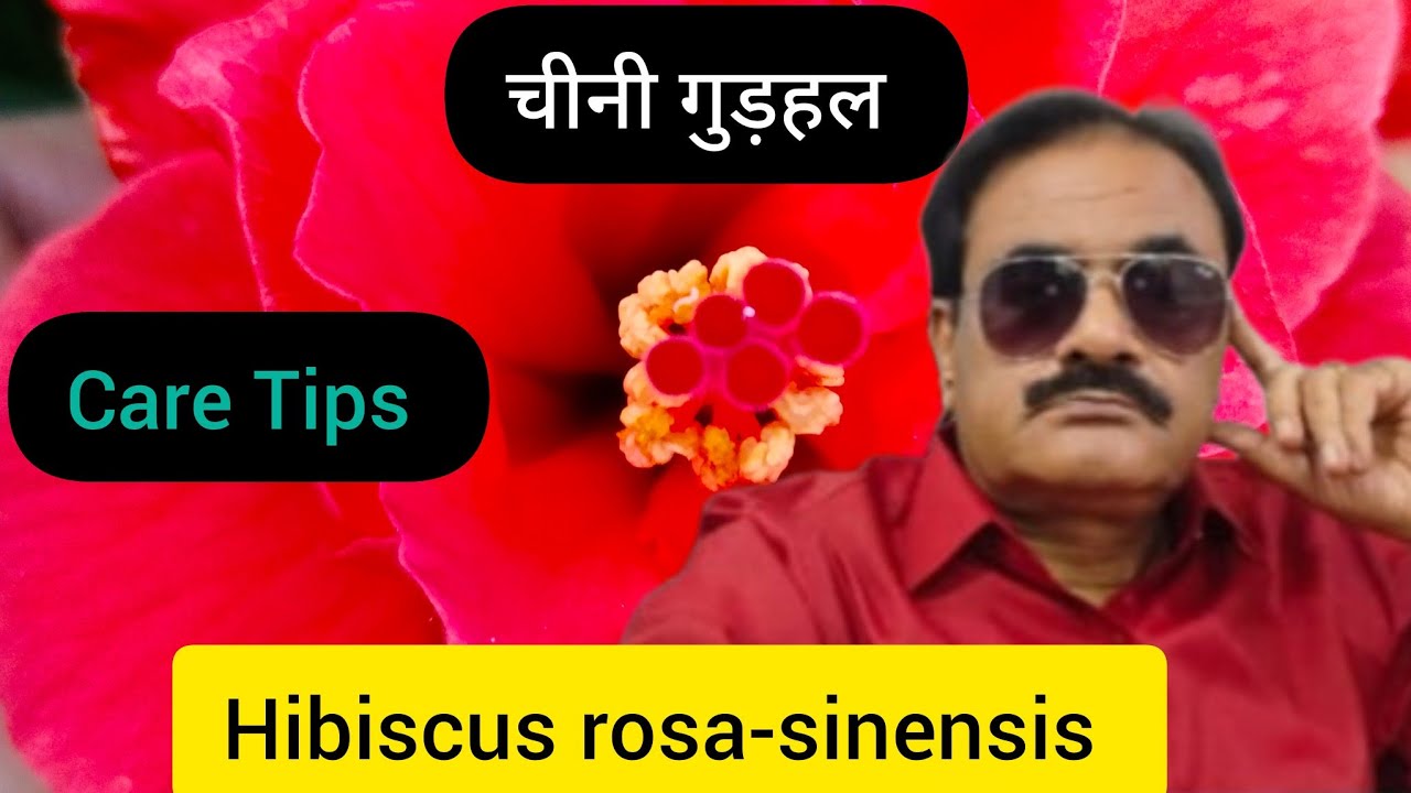 चीनी गुड़हल को गमले में लगाने का सही तरीका। Hibiscus Rosa-Sinensis Growing And Care Tips. 