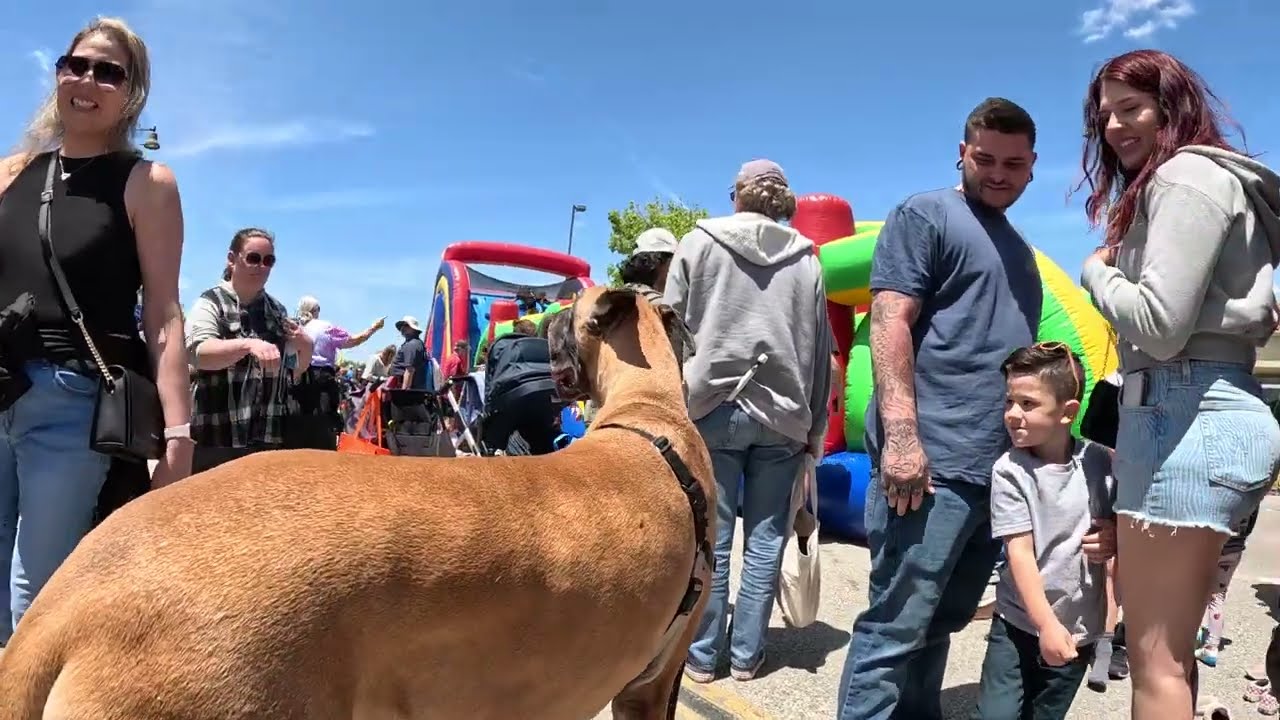 Cash 2.0 Great Dane at the Simi Valley Spring Street Fair 2023 (2 of 12)