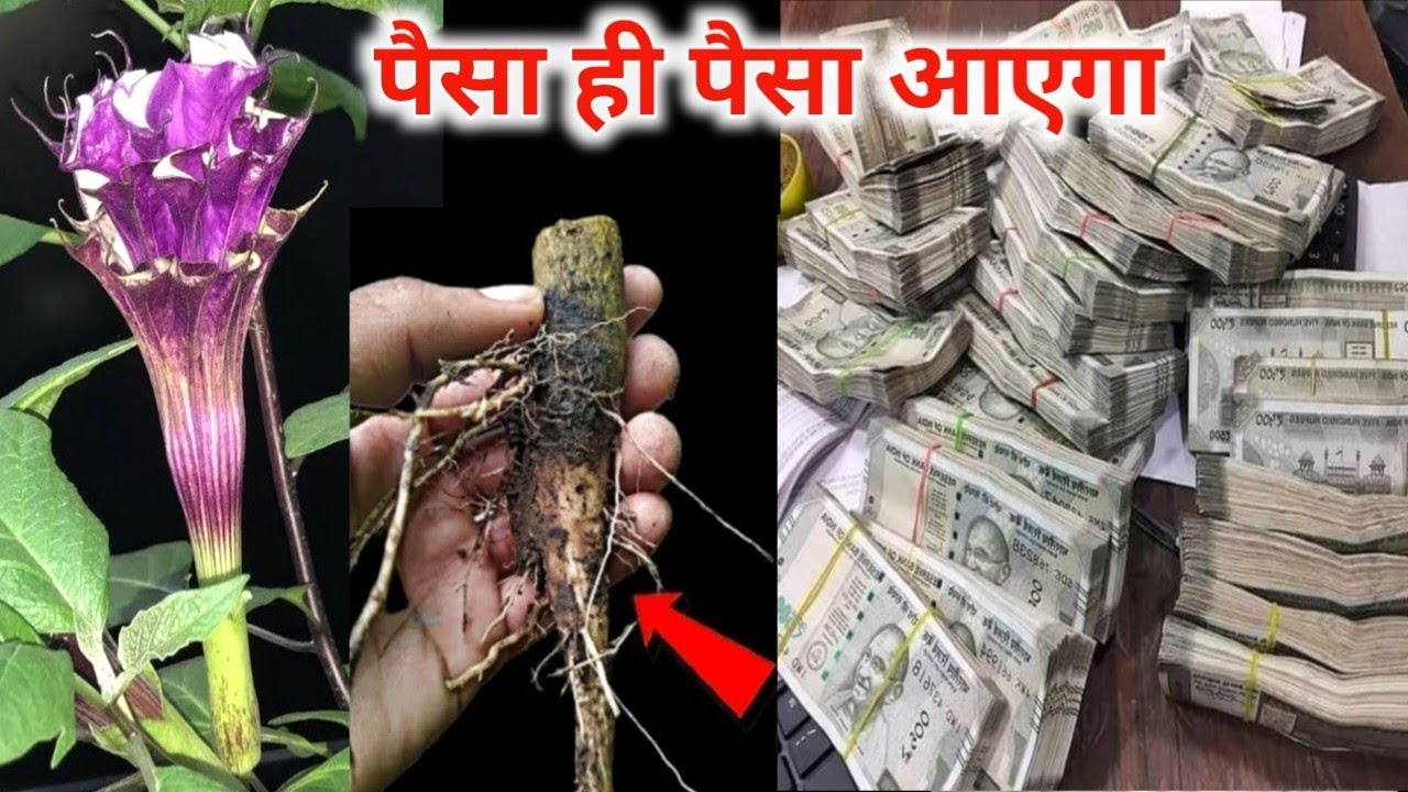 काला धतूरे की जड़ पहनने के फायदे जानकर चौक जाओगे | #Vastu_Shastra #Pradeepji_Mishra 