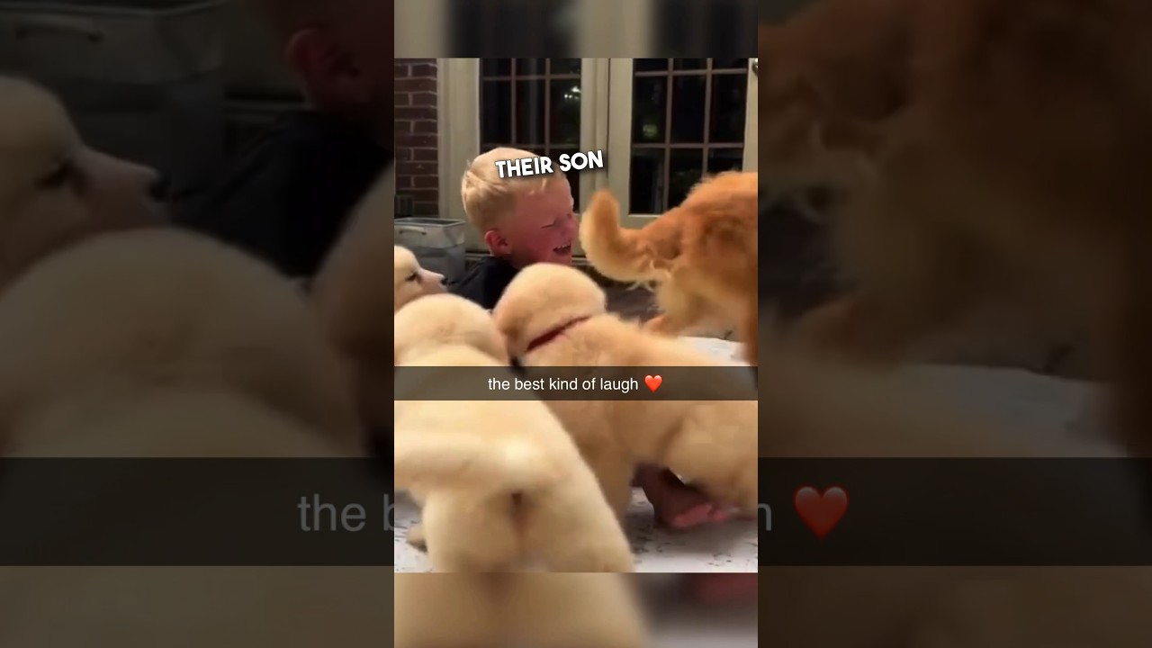 Щенки золотистого ретривера самые лучшие ❤️￼