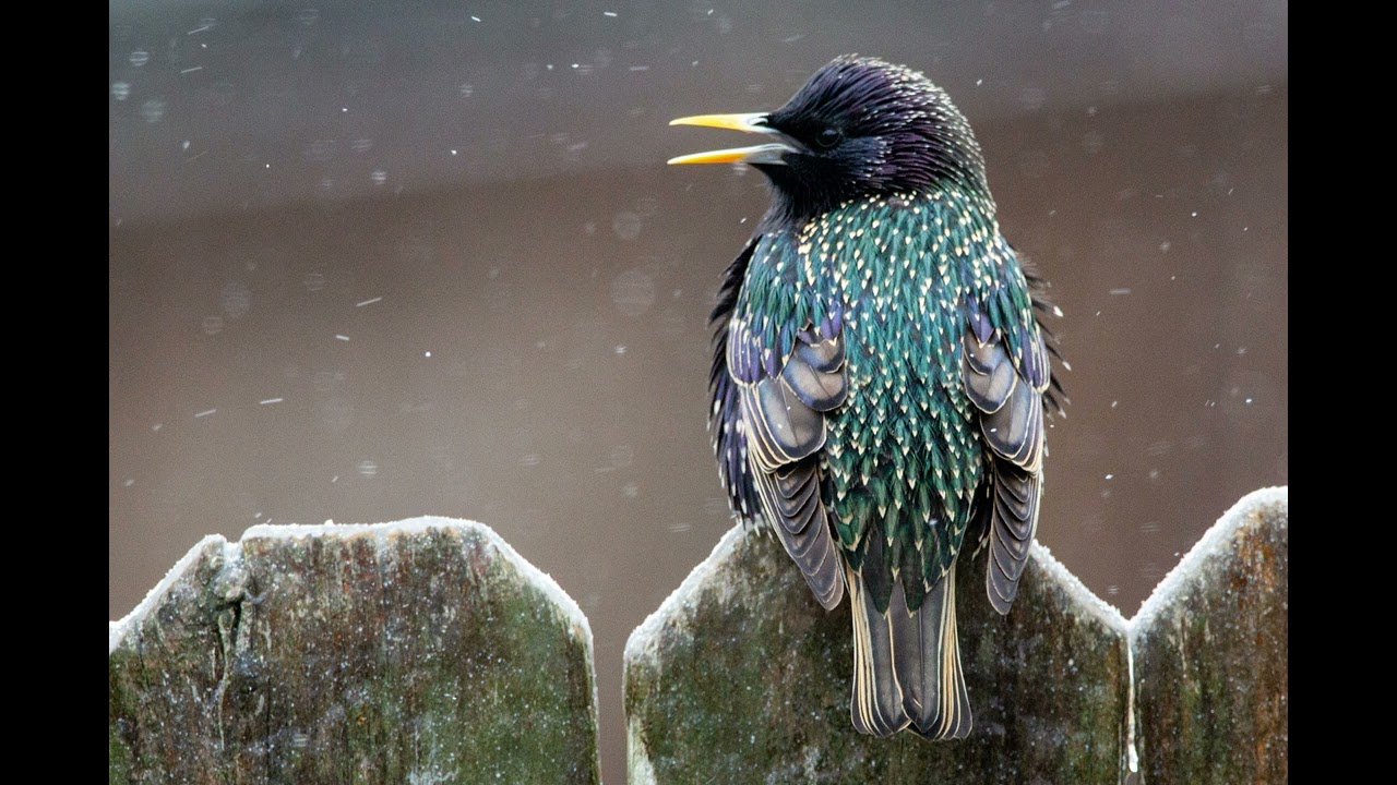 Starlings Singing - 1 Hour (Bird-Attracting, Ambient, White-noise, Study, Focus, ASMR, Meditation)