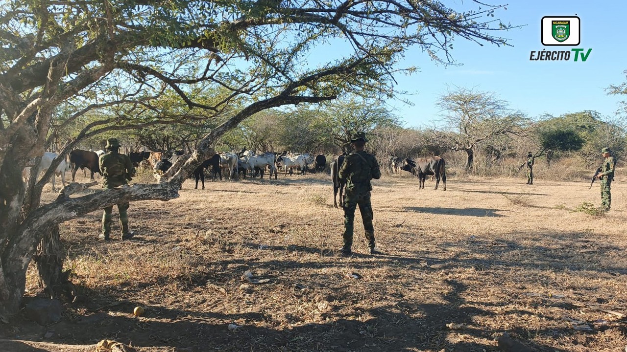Ejército de Nicaragua ocupó 82 semovientes trasladados ilegalmente en Jalapa y Somotillo