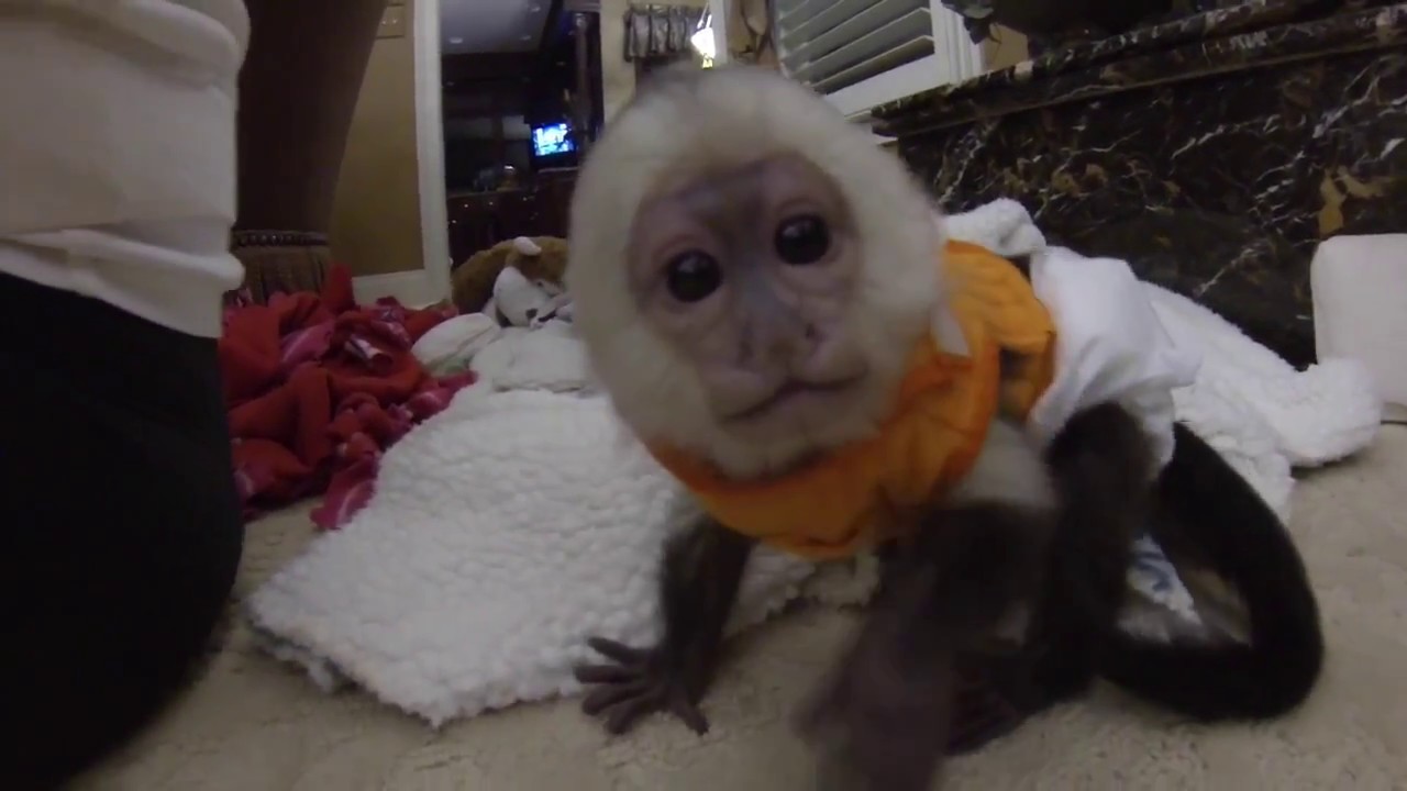 Baby Capuchin Monkey Playing!!