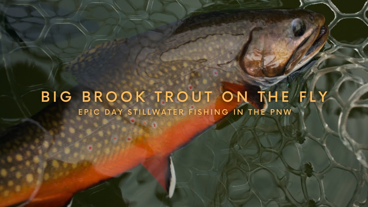 Unforgettable Brook Trout Fishing - Fall Stillwater Fly Fishing in The PNW