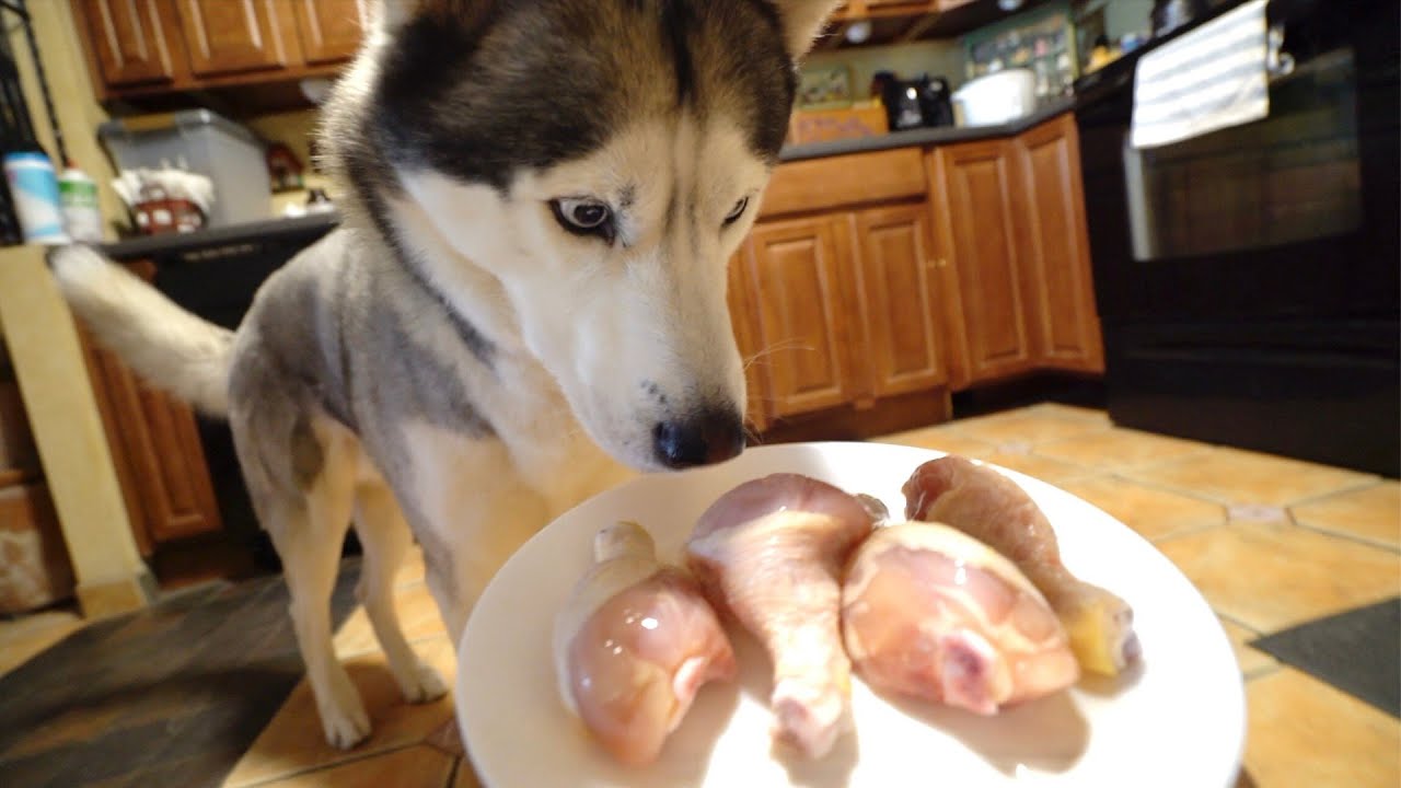 Husky vs Raw Chicken Drumsticks! (ASMR)