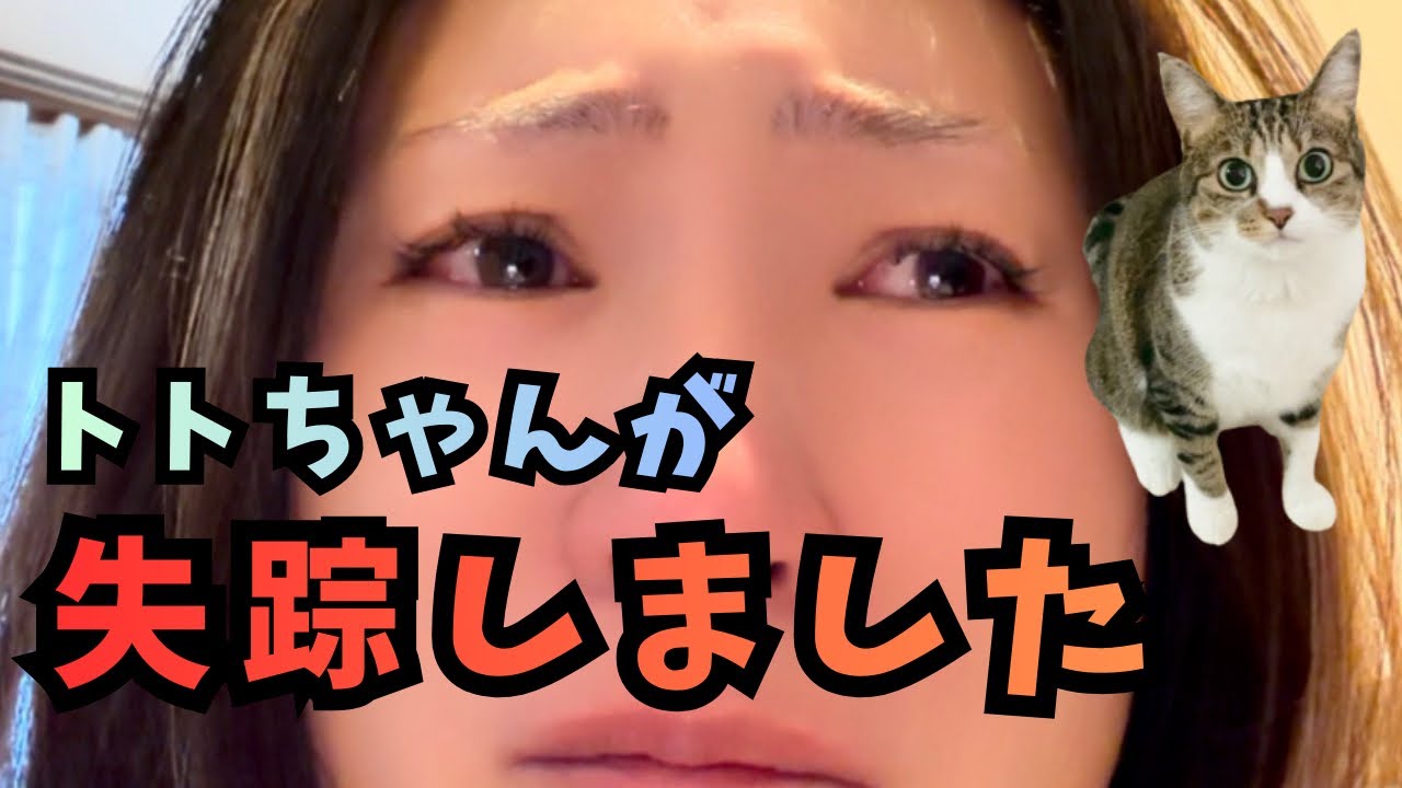 【保護猫のトトちゃんが失踪しました】