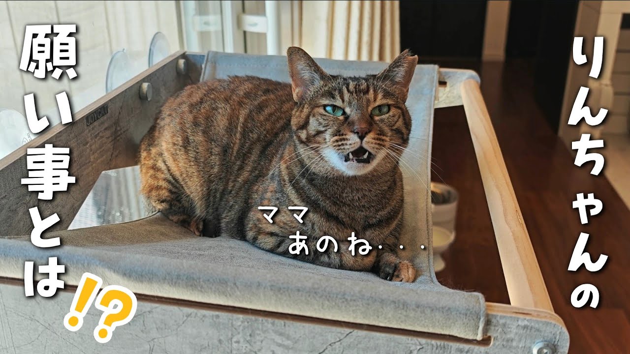 可愛い愛猫を甘えん坊に育てる暮らし方