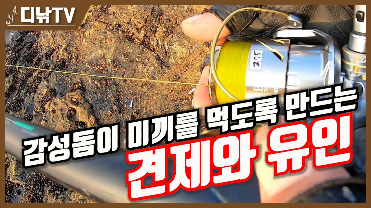 감성돔이 미끼를 먹도록 만드는 '견제와 유인' [디낚TV 낚시공부방]