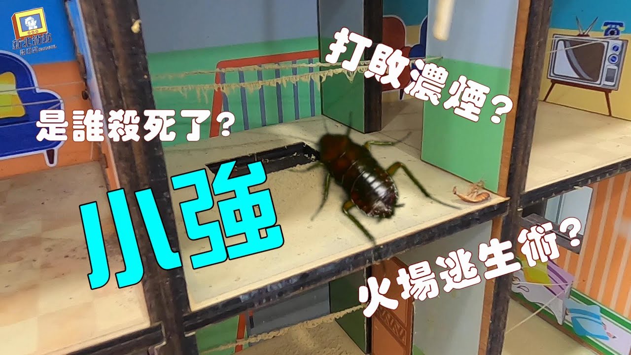 【小強教您如何火災逃生】#模擬屋實驗