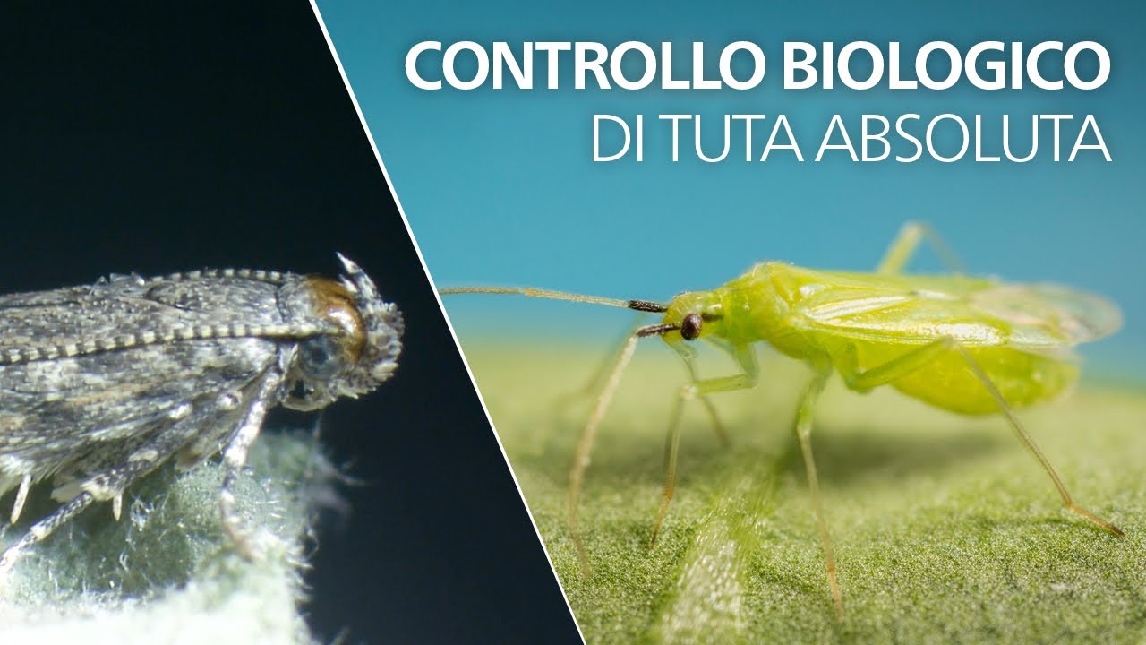Controllo biologico di Tuta absoluta - Macrolophus pygmaeus