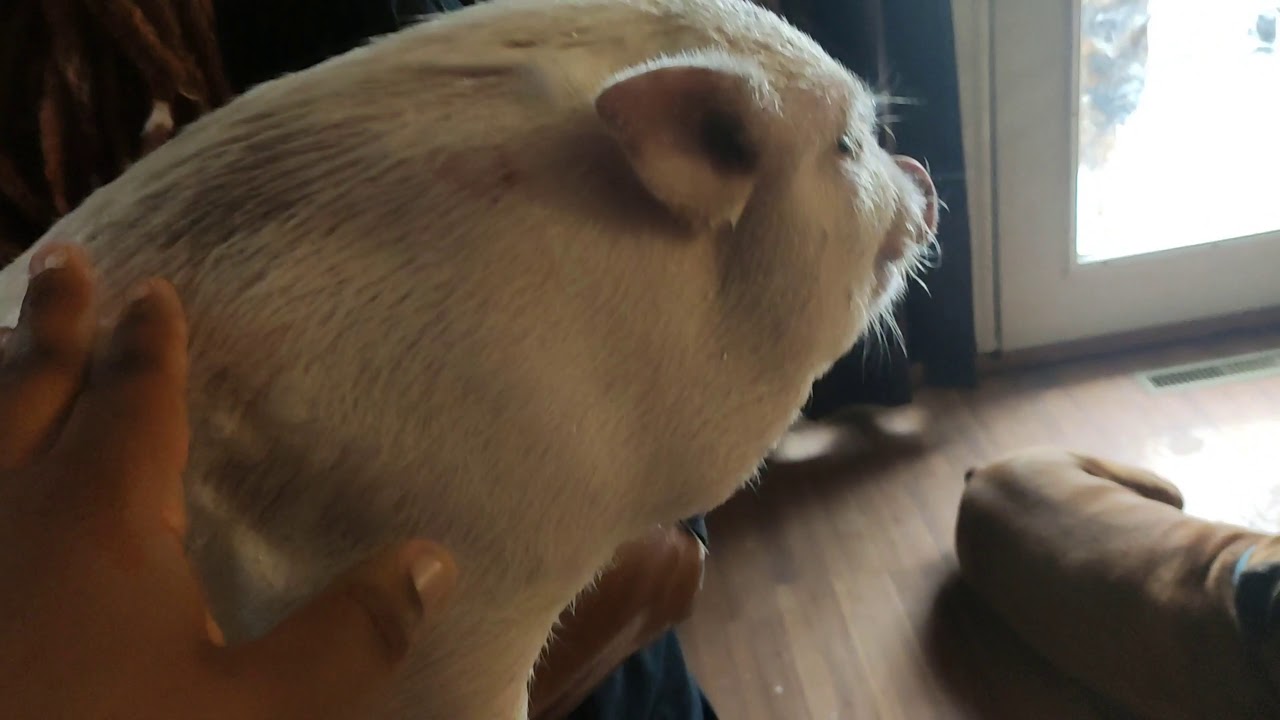 My Sister's Pig Sbud getting a bath for the first time in awhile...