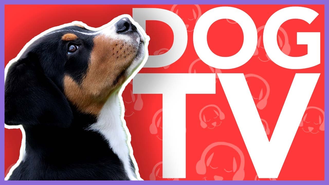 15 Hour DOG TV - Beach Walking Adventure for Dogs! 4K TV For Dogs