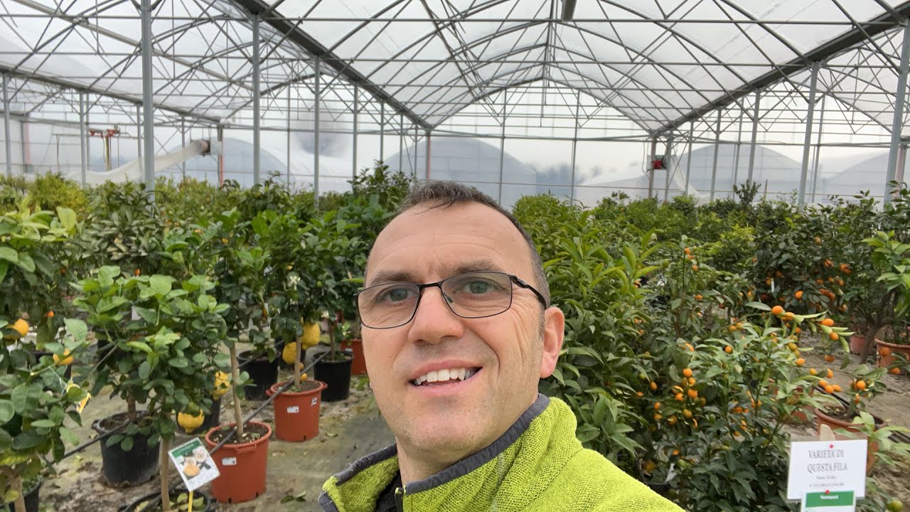 Piante di agrumi. Nuovi arrivi Savini Vivai 2023