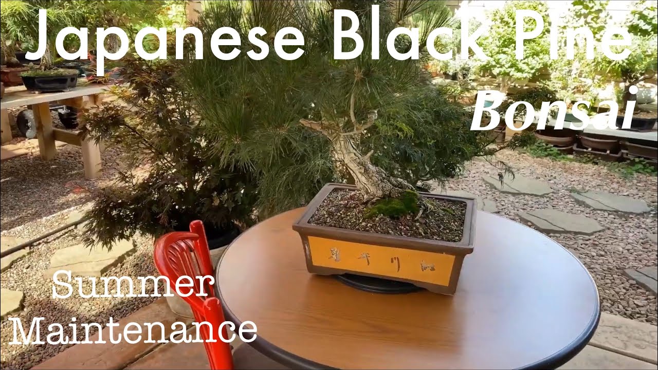 Japanese Black Pine Bonsai / Needle pruning and candle cutting / June 2020