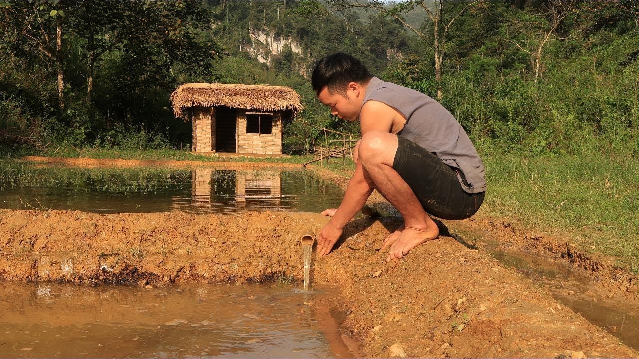 Primitive technology: Farmland, Irrigation (Water supply by bamboo tube for to irrigate rice) Part 2