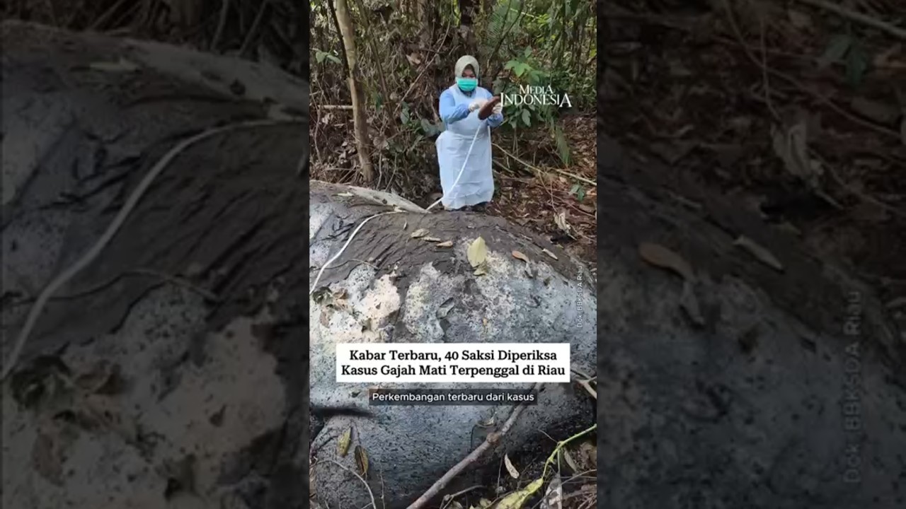 40 Saksi Diperiksa terkait Gajah Mati Terpenggal di Riau