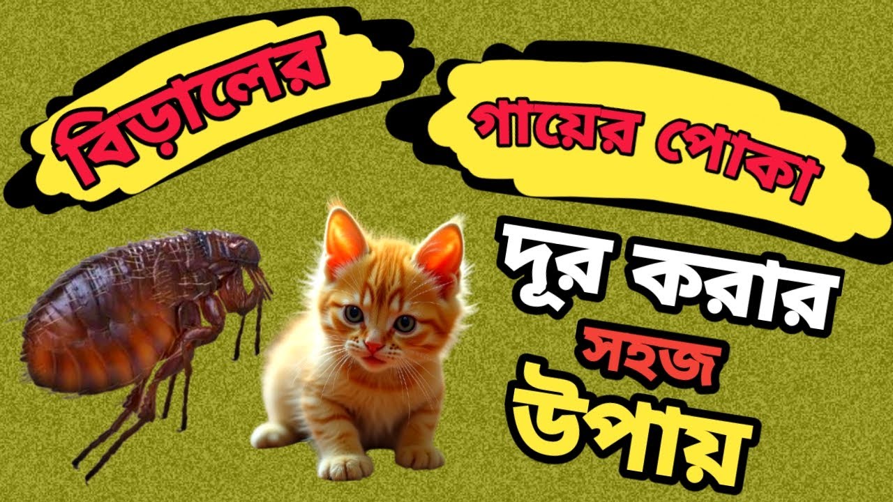 বিড়ালের গায়ের 😺 পোকা দূর করার সহজ উপায় 🐞🙆‍♂️ | বিড়ালের উকুনের চিকিৎসা | বিড়ালের উকুন হলে করনীয়