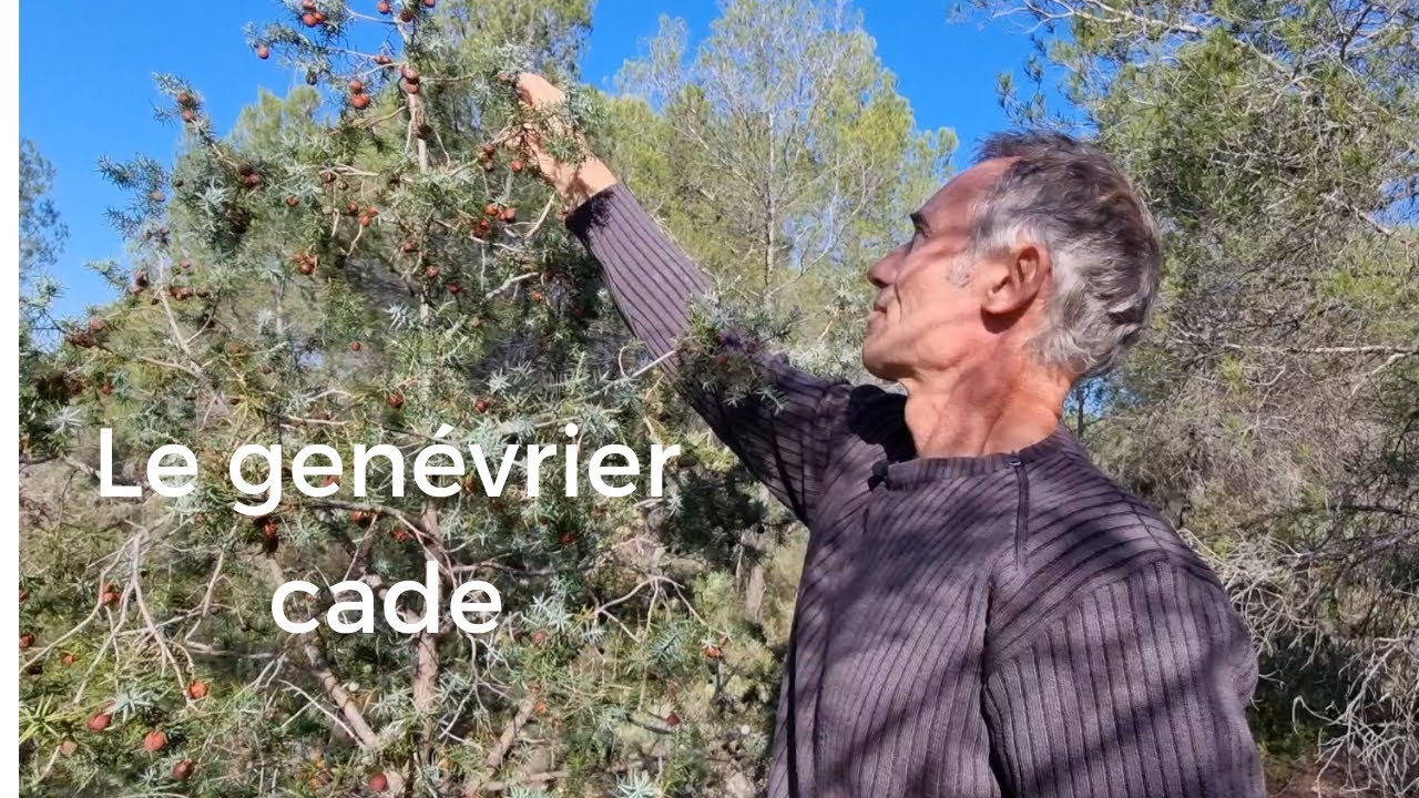 Genévrier cade