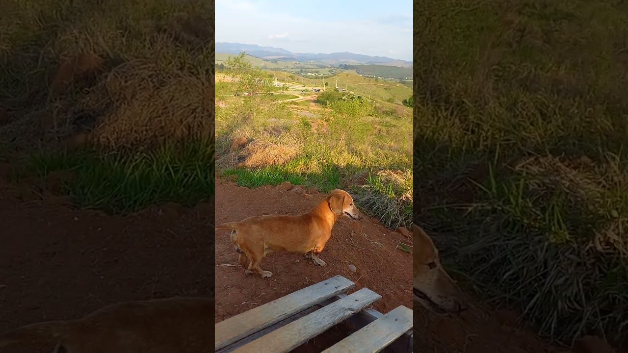 fofuxo se aventurando @cachoo01