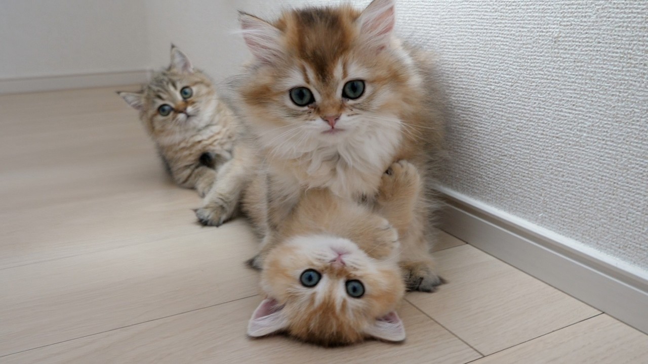 Here's what life is like with these noisy but lovable kittens...