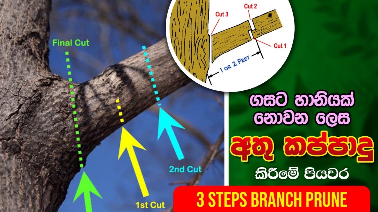 BST Saman, Bio Systems Technology, three steps branch prune