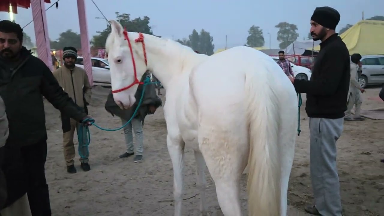 A Beautifull Nukri Filly 🐴 in Mukatsar Horse Fair 2026 #dineshhoodaphotography 