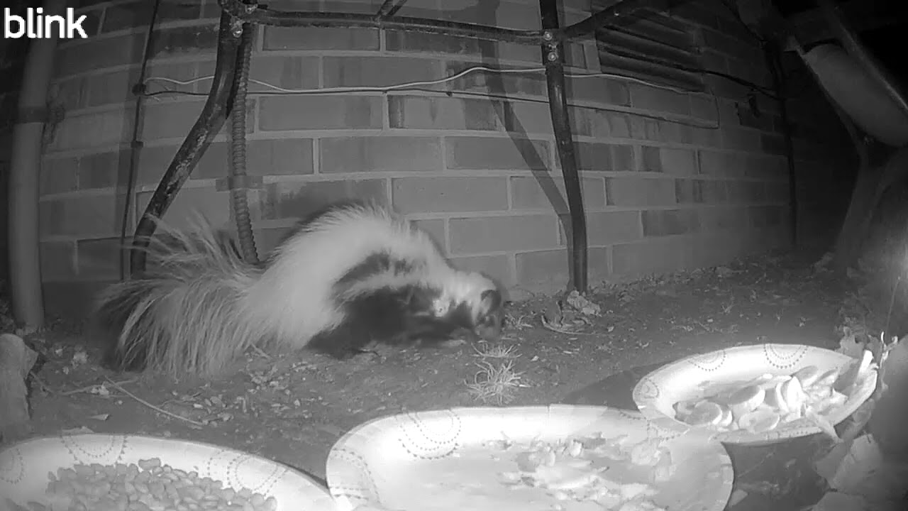 Biggie Smells Visited After 4am