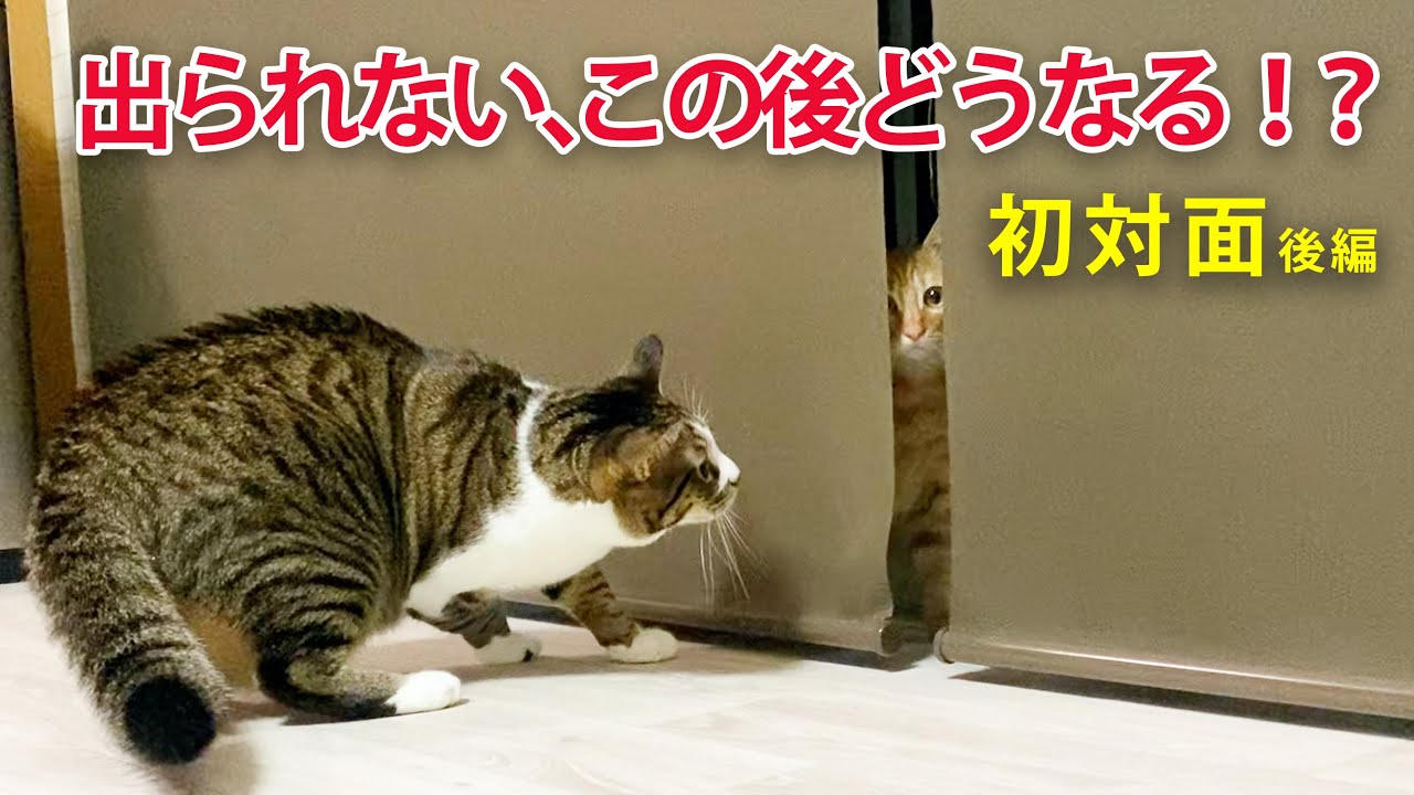 [Защитный котенок] Вот как выглядят местная кошка и новый котенок при первой встрече...! Часть 2