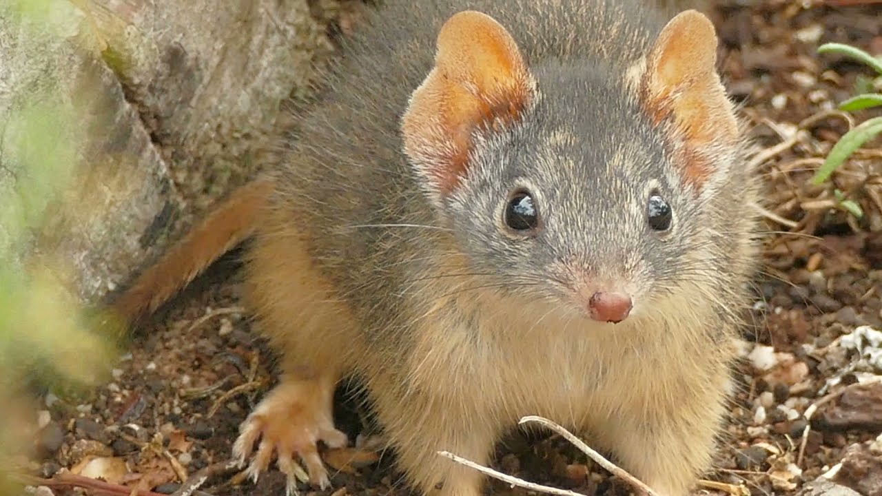 Yellow-footed antechinus 10 May 2021 Victoria Australia P3200251_3