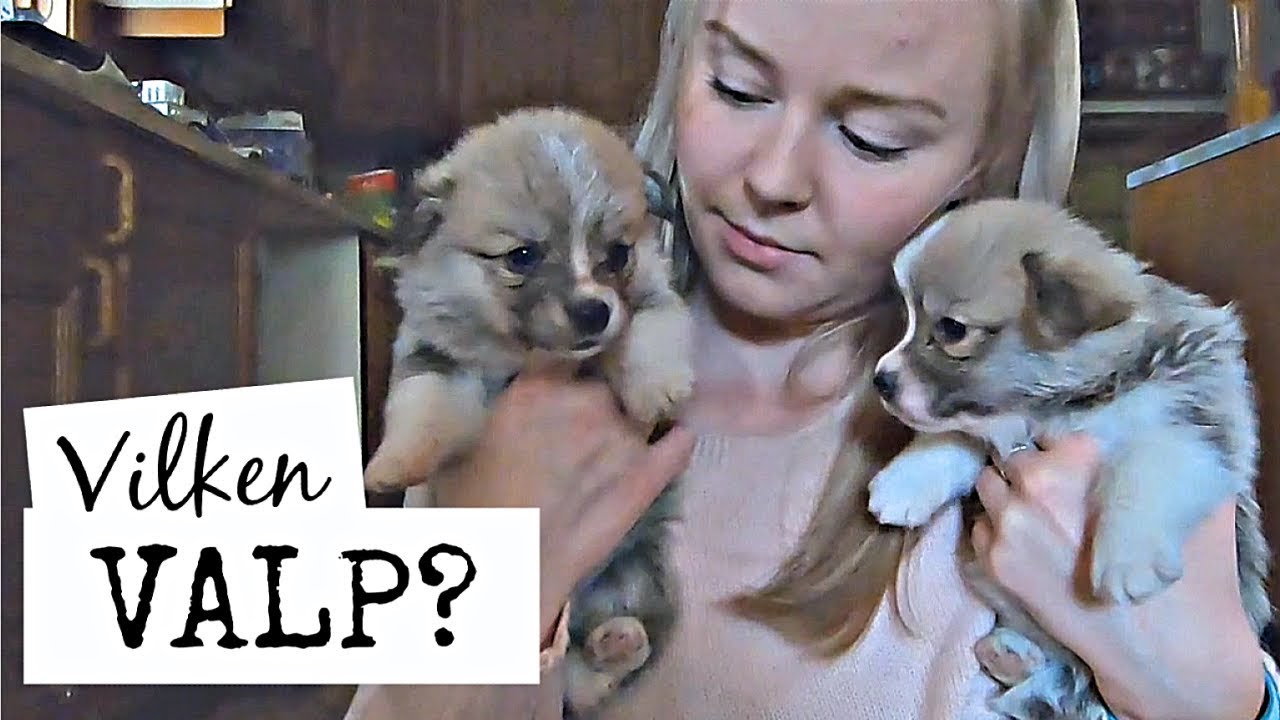 Kollar på Corgi-valpar