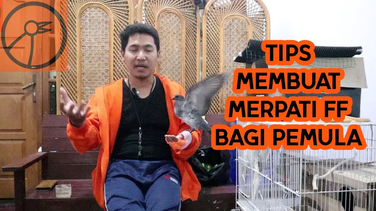 CARA MENCETAK MERPATI FREE FLY