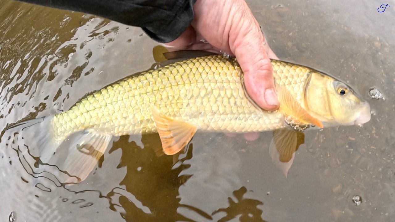Fishing is for Suckers - Quest Ep. 9: Golden Redhorse (Moxostoma erythrurum)