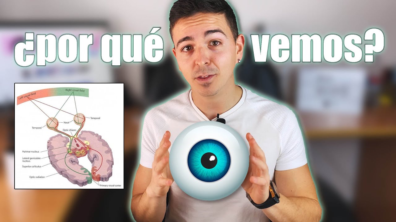 ¿Por qué vemos? El sentido de la vista: vías visuales | percepción visual