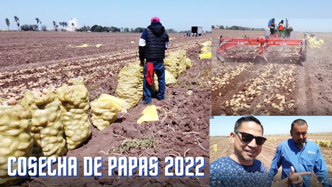Cosecha de papas 2022 / Villa Juárez Sonora