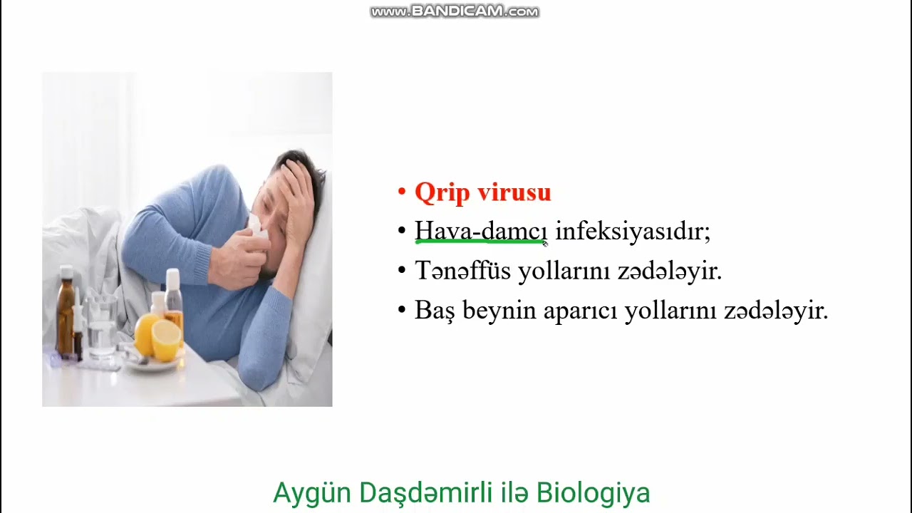 Viruslar