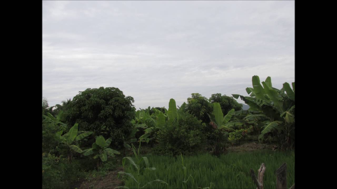 LOS CAHINGAREÑOS DE FRIAS - HUAMBRITA QUERIDA