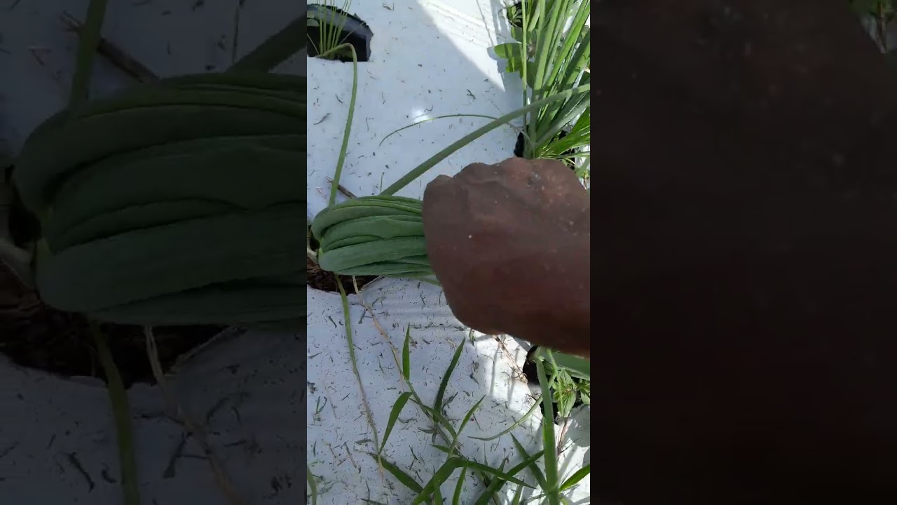 LIMPANDO O CANTEIRO DE CEBOLINHA VERDE
