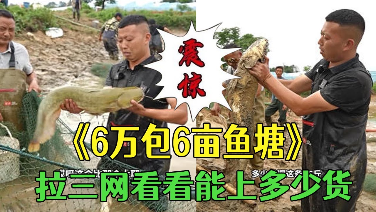 花6萬包6畝的大魚塘，拉三網看看能上多少貨？#三農 #小飛哥 #護外 #包塘 #熱門