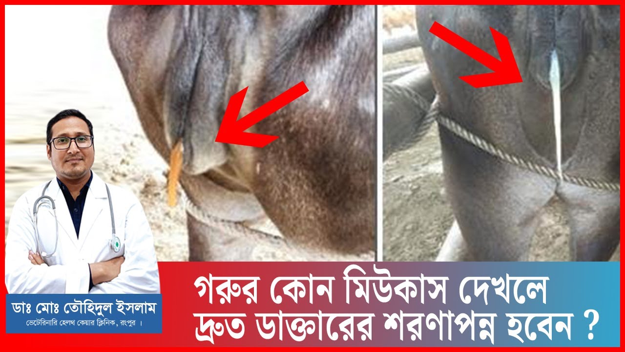 গরুর মিউকাস দেখে জরায়ুর রোগ চিনুন |  গরুর রোগ | গরু পালন | গরু হিটে আসা | Cattle | Dr.Touhidul Islam