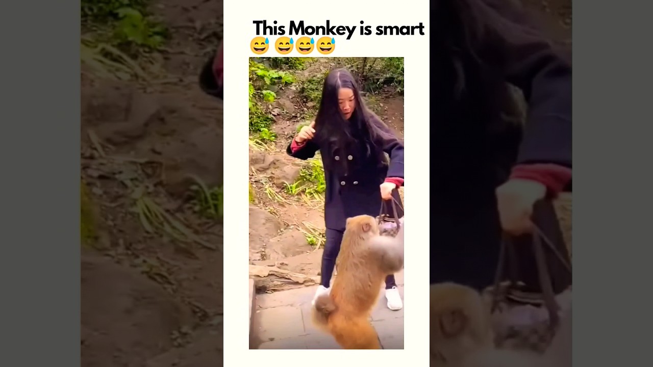 Who Wins When a Monkey Challenges a Girl? 🐵 🤔 Funny video