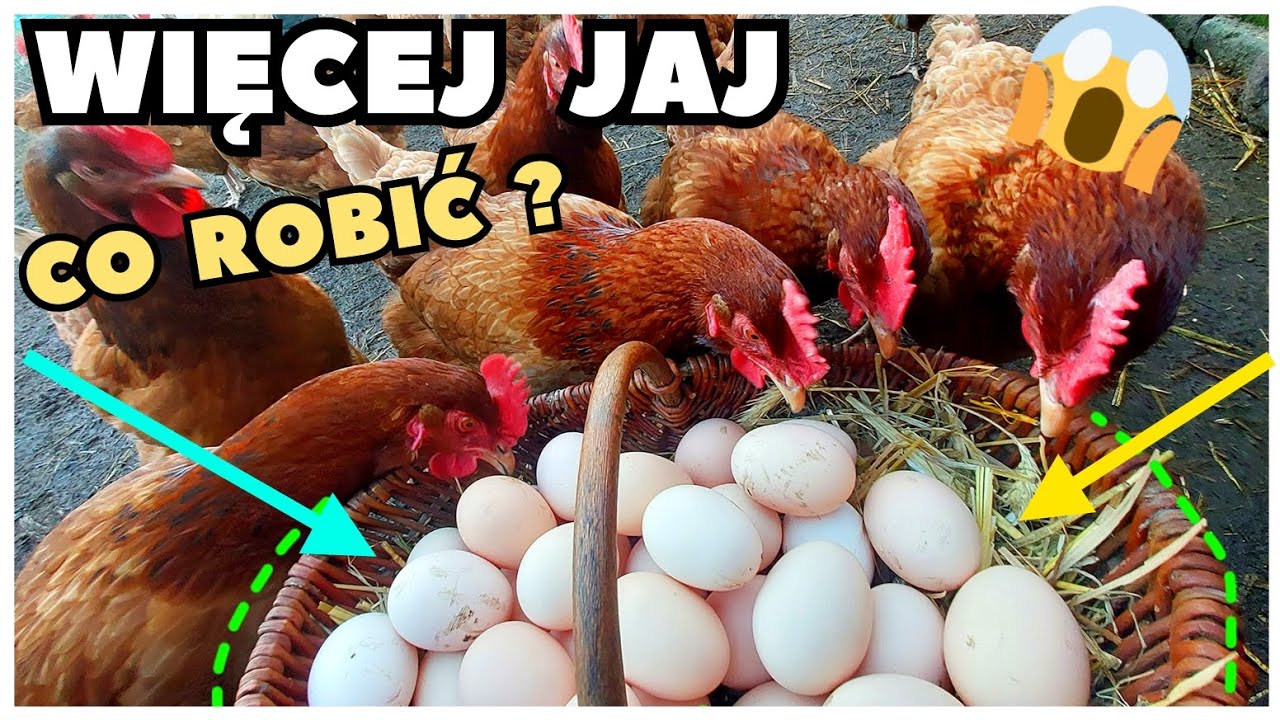 Słaba NIEŚNOŚĆ 🐔/ Co robić, aby kury znosiły DUŻO JAJ 🥚🥚?
