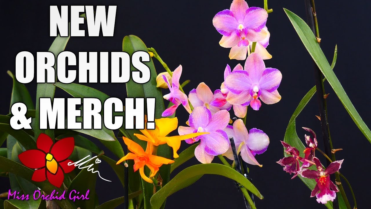 Women's Day Orchid Haul! - Phalaenopsis, Cattleya & many Oncidium types!