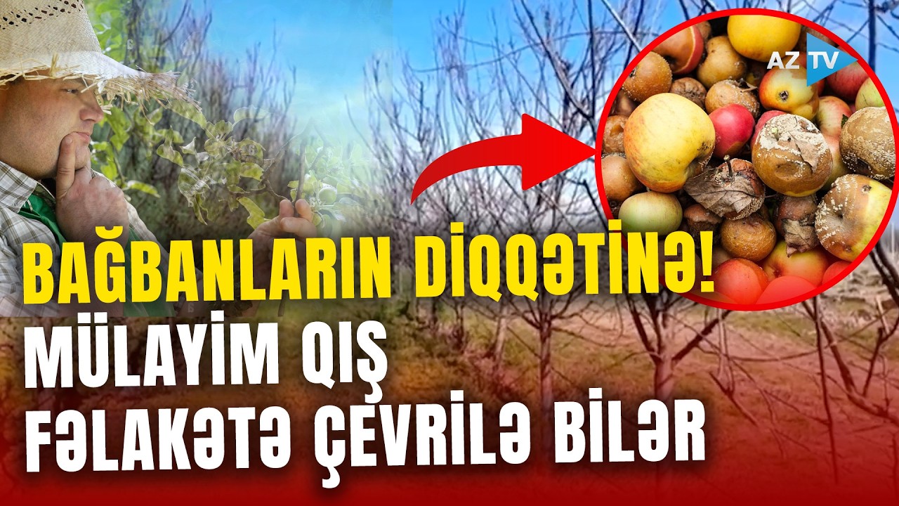 Mülayim qış təbiəti 